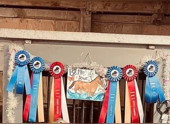 Duitse rijpony, Merrie, 10 Jaar, 145 cm, Donkere-vos