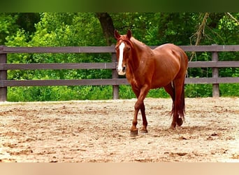 Duitse rijpony, Merrie, 10 Jaar, 145 cm, Donkere-vos