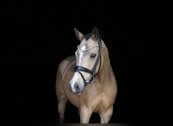 Duitse rijpony, Merrie, 10 Jaar, 145 cm, Falbe