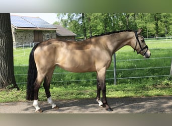 Duitse rijpony, Merrie, 10 Jaar, 145 cm, Falbe