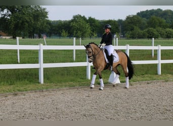 Duitse rijpony, Merrie, 10 Jaar, 145 cm, Falbe