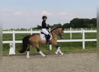 Duitse rijpony, Merrie, 10 Jaar, 145 cm, Falbe