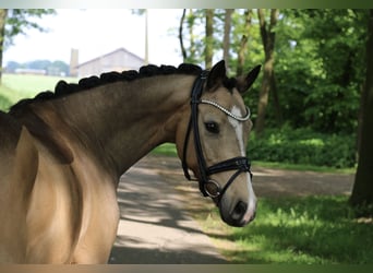 Duitse rijpony, Merrie, 10 Jaar, 145 cm, Falbe