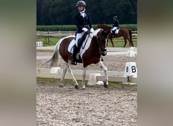 Duitse rijpony, Merrie, 10 Jaar, 145 cm, Gevlekt-paard