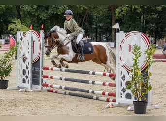 Duitse rijpony, Merrie, 10 Jaar, 145 cm, Gevlekt-paard