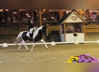 Duitse rijpony, Merrie, 10 Jaar, 145 cm, Gevlekt-paard