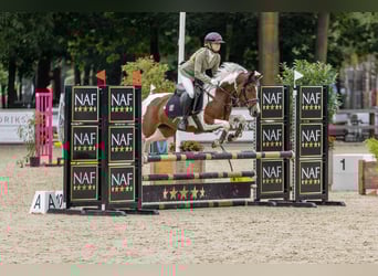 Duitse rijpony, Merrie, 10 Jaar, 145 cm, Gevlekt-paard