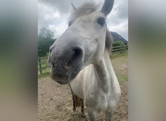 Duitse rijpony, Merrie, 10 Jaar, 145 cm, Schimmel