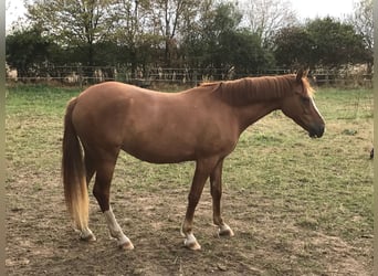 Duitse rijpony, Merrie, 10 Jaar, 145 cm, Vos