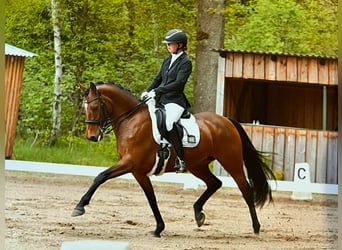 Duitse rijpony, Merrie, 10 Jaar, 146 cm, Bruin