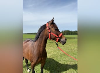 Duitse rijpony, Merrie, 10 Jaar, 146 cm, Bruin