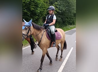 Duitse rijpony, Merrie, 10 Jaar, 146 cm, Buckskin