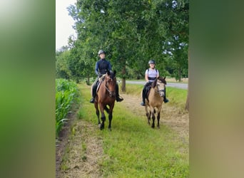 Duitse rijpony, Merrie, 10 Jaar, 146 cm, Buckskin