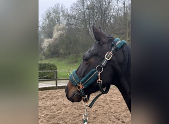 Duitse rijpony, Merrie, 10 Jaar, 146 cm, Donkerbruin