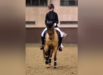 Duitse rijpony, Merrie, 10 Jaar, 146 cm, Falbe