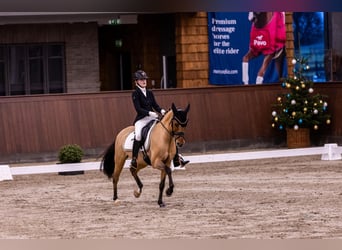 Duitse rijpony, Merrie, 10 Jaar, 146 cm, Falbe