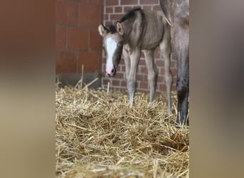 Duitse rijpony, Merrie, 10 Jaar, 146 cm, Falbe