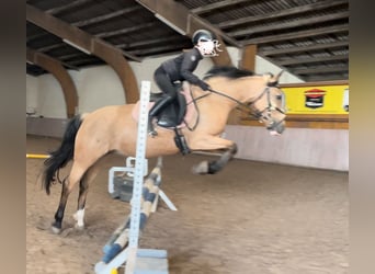 Duitse rijpony, Merrie, 10 Jaar, 146 cm, Falbe