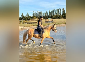 Duitse rijpony, Merrie, 10 Jaar, 146 cm, Palomino