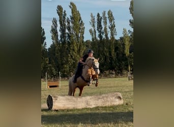 Duitse rijpony, Merrie, 10 Jaar, 146 cm, Palomino