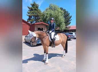 Duitse rijpony, Merrie, 10 Jaar, 147 cm, Falbe