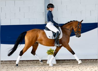 Duitse rijpony, Merrie, 10 Jaar, 148 cm, Bruin