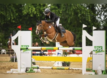 Duitse rijpony, Merrie, 10 Jaar, 148 cm, Bruin