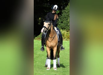 Duitse rijpony, Merrie, 10 Jaar, 148 cm, Falbe