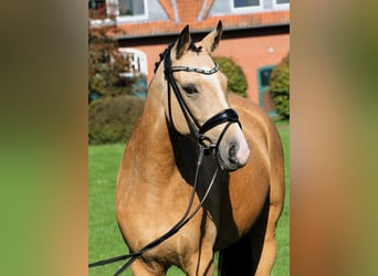 Duitse rijpony, Merrie, 10 Jaar, 148 cm, Falbe