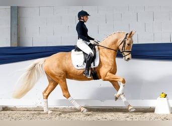 Duitse rijpony, Merrie, 10 Jaar, 148 cm, Palomino