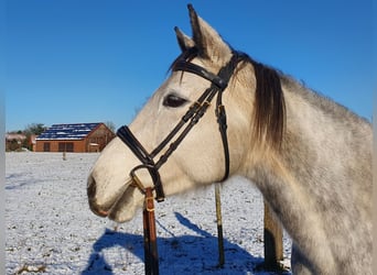 Duitse rijpony, Merrie, 10 Jaar, 148 cm, Schimmel
