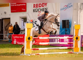 Duitse rijpony, Merrie, 10 Jaar, 148 cm, Schimmel