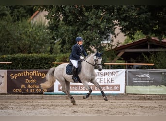 Duitse rijpony, Merrie, 10 Jaar, 148 cm, Schimmel