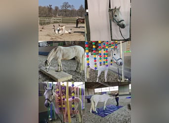 Duitse rijpony, Merrie, 10 Jaar, 148 cm, Schimmel