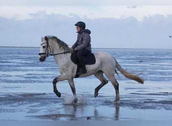 Duitse rijpony, Merrie, 10 Jaar, 148 cm, Schimmel