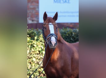 Duitse rijpony, Merrie, 10 Jaar, 148 cm, Vos