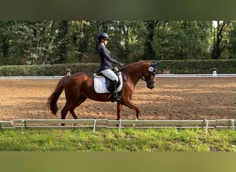 Duitse rijpony, Merrie, 10 Jaar, 148 cm, Vos