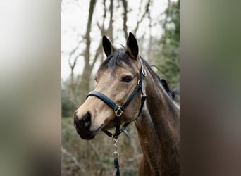 Duitse rijpony, Merrie, 10 Jaar, 150 cm, Buckskin