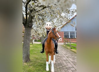 Duitse rijpony, Merrie, 10 Jaar, 150 cm, Vos