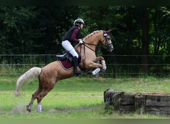 Duitse rijpony, Merrie, 10 Jaar, 152 cm, Palomino