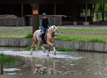 Duitse rijpony, Merrie, 10 Jaar, 152 cm, Palomino