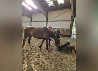 Duitse rijpony, Merrie, 10 Jaar, 153 cm, Donkere-vos