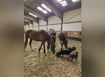 Duitse rijpony, Merrie, 10 Jaar, 153 cm, Donkere-vos