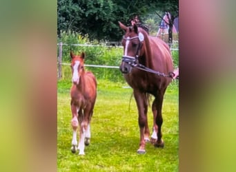 Duitse rijpony, Merrie, 10 Jaar, 155 cm, Donkere-vos