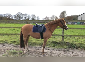 Duitse rijpony, Merrie, 10 Jaar, 155 cm, Vos