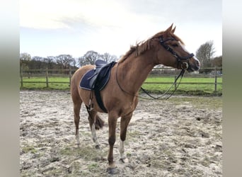 Duitse rijpony, Merrie, 10 Jaar, 155 cm, Vos