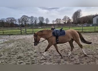 Duitse rijpony, Merrie, 10 Jaar, 155 cm, Vos