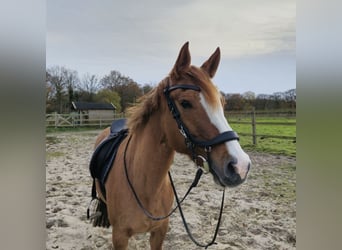 Duitse rijpony, Merrie, 10 Jaar, 155 cm, Vos