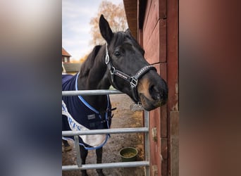 Duitse rijpony, Merrie, 10 Jaar, 160 cm, Zwart