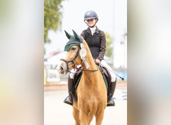 Duitse rijpony, Merrie, 10 Jaar, 165 cm, Palomino